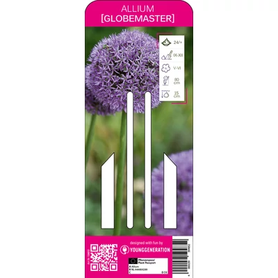 Young Generation – Allium 'Globemaster'