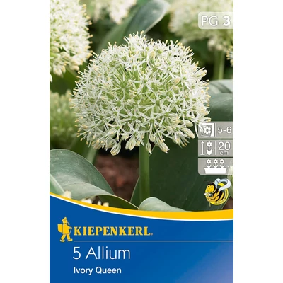 Allium 'Ivory Queen' díszhagyma