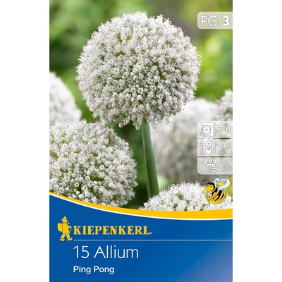 Allium 'Ping Pong' díszhagyma