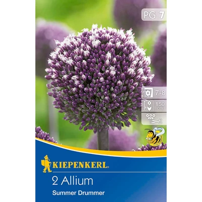 Allium 'Summer Drummer' díszhagyma