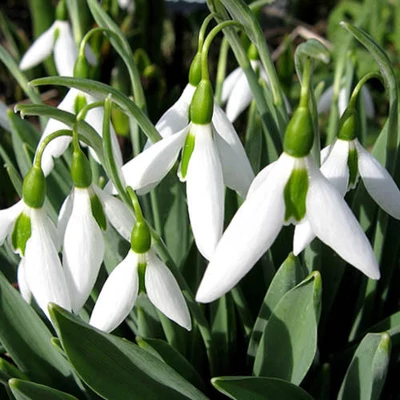 Török hóvirág - Galanthus elwesii