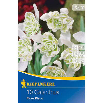 Galanthus 'Flore Pleno' – Hóvirág