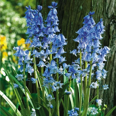 Scilla campanulata - Csillagvirág