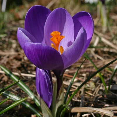 Nagyvirágú krókusz 'Flower Record'