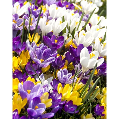 Crocus vernus – Krókusz színkeverék (8)