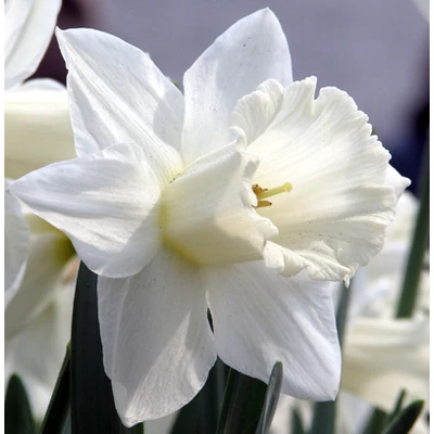 Trombitás nárcisz  'Mount Hood'