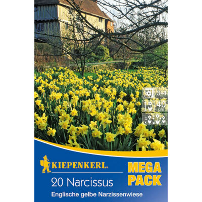 Mega-Pack – Nárcisz angol sárga nárciszmező