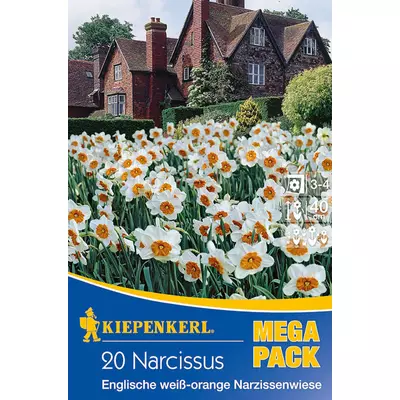 Mega-Pack – Nárcisz angol fehér-narancs nárciszmező