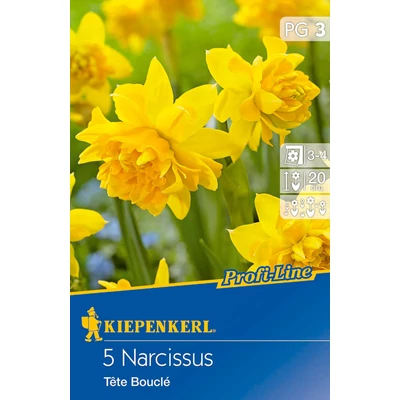 Profi-Line – Botanikai nárcisz 'Tete Boucle'
