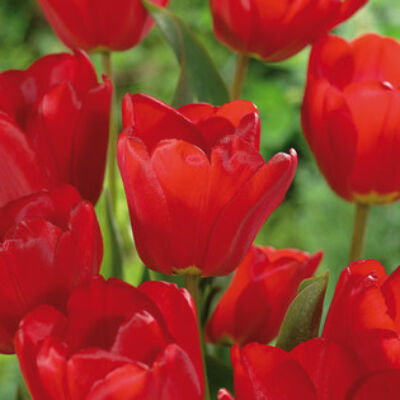 Darwin-hybrid tulipán 'Apeldoorn' 