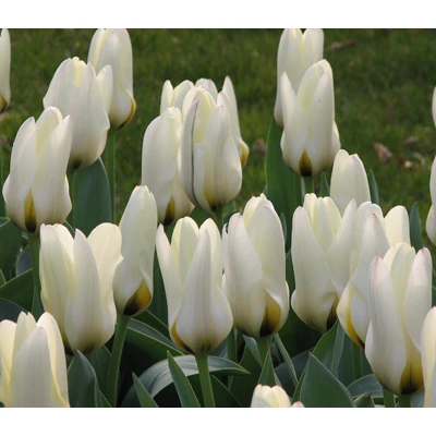 Fosteriana tulipán 'Concerto'