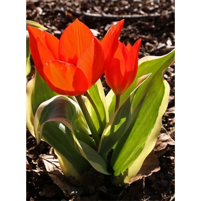 Csokros tulipán 'Unicum' 