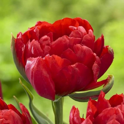 Teltvirágú tulipán 'Abba'