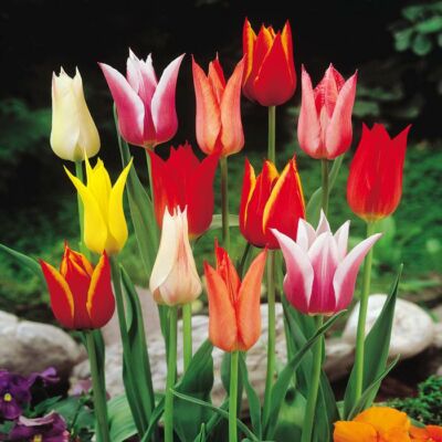 Liliomvirágú tulipán színkeverék