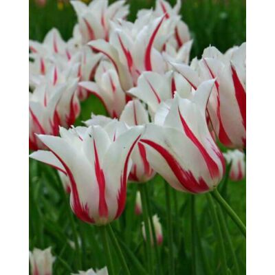 Liliomvirágú tulipán 'Marylin'