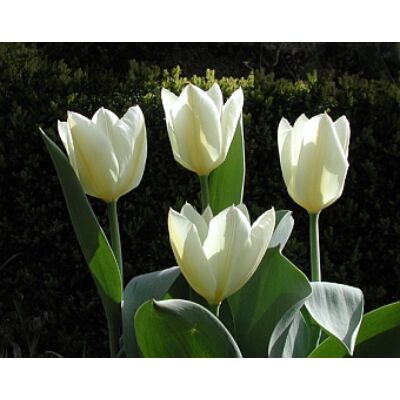 Fosteriana tulipán 'Purissima'