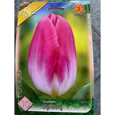 Triumph-típusú tulipán 'Dynasty'