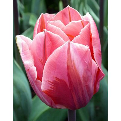 Triumph-típusú tulipán 'Pretty Princess'