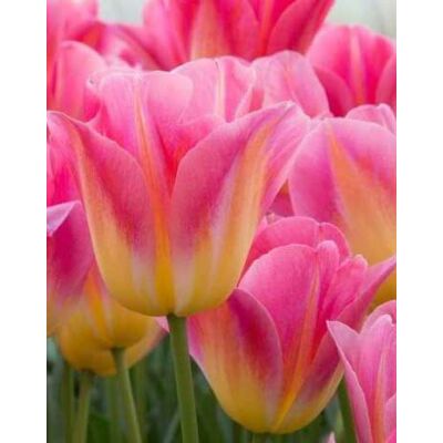 Triumph-típusú tulipán 'Tom Pouce'