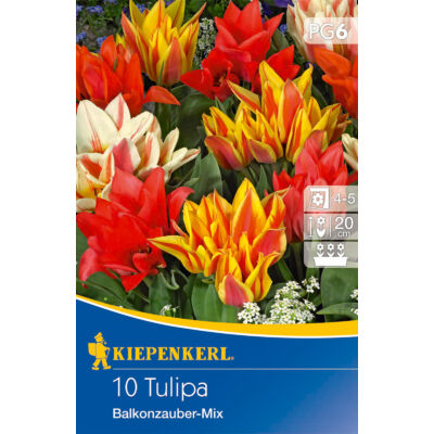 Tulipán 'Balkonzauber' Mix (alacsony tulipánok)