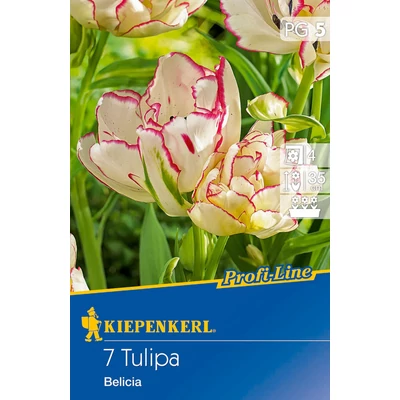 Profi-Line – Tulipán 'Belicia'