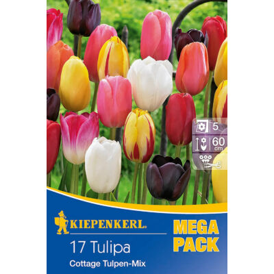 Mega-Pack – Tulipán 'Cottage' Mix