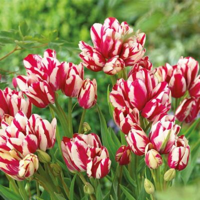Tulipa 'Flaming Club' – Csokros tulipán