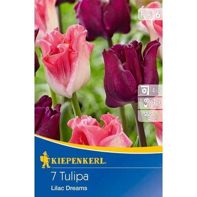 Tulipán-Mix 'Lilac Dreams'
