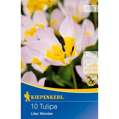 Tulipán 'Lilac Wonder'