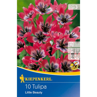 Tulipán 'Little Beauty'