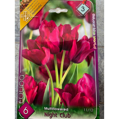 Tulipa 'Night Club' - Csokros tulipán