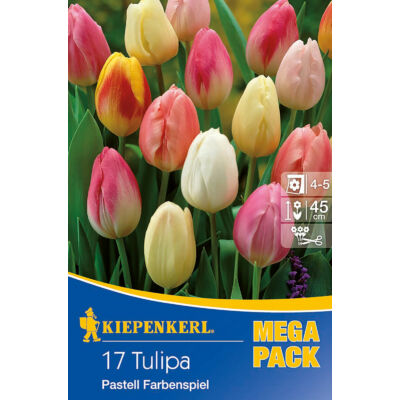 Mega-Pack – Tulipán 'Pastell Farbenspiel'