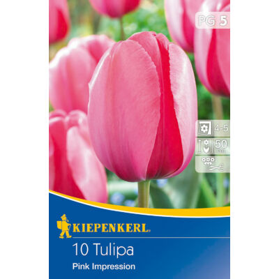 Tulipán 'Pink Impression'