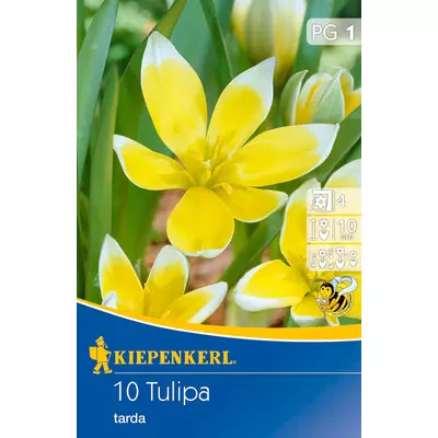 Tulipa tarda