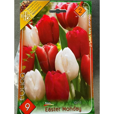 Tulipán Trio - Easter Monday