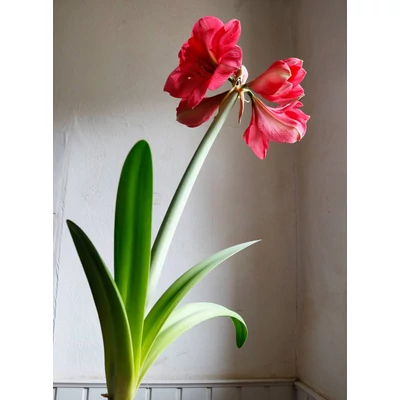 Young Generation – Amaryllis 'Vera' – Rózsaszínű amarillisz