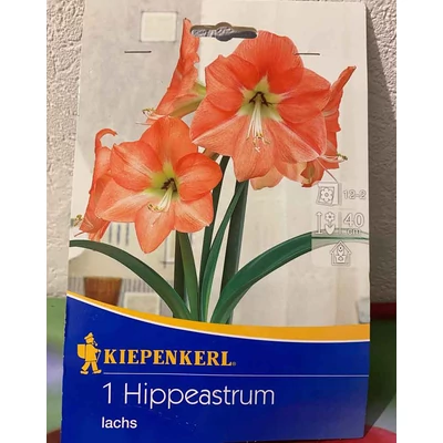 Hippeastrum 'Arabian Night' – Sötétpiros amarillisz