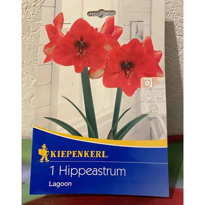 Hippeastrum 'Lagoon' – Amarillisz