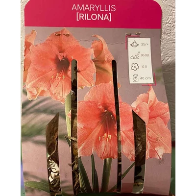 Young Generation – Amaryllis 'Rilona' – Lazacszínű amarillisz