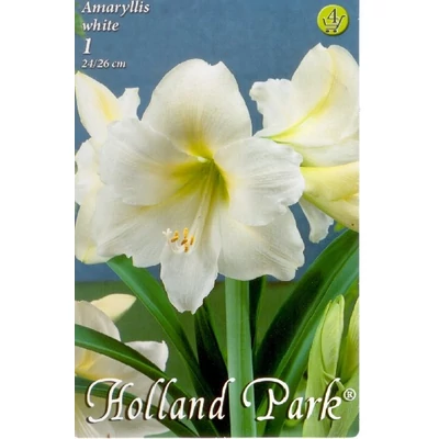 Hippeastrum - Fehér amarillisz