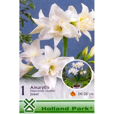 Hippeastrum 'Jewel'- Teltvirágú, fehér amarillisz