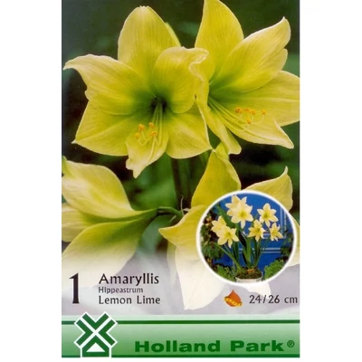 Hippeastrum 'Lemon Lime' - Sárga amarillisz
