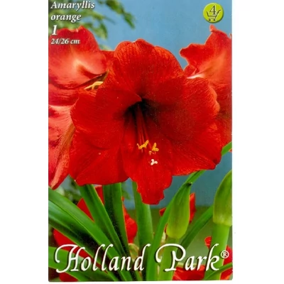 Hippeastrum - Narancssárga amarillisz
