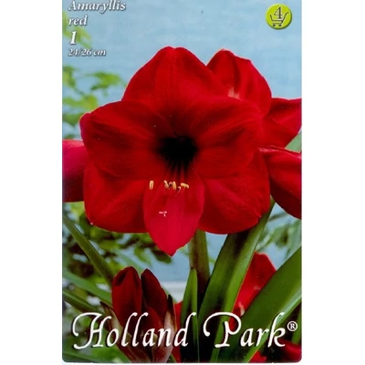 Hippeastrum - Piros amarillisz