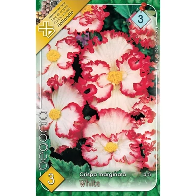 Begonia crispa marginata - Gumós begónia (fehér/piros)