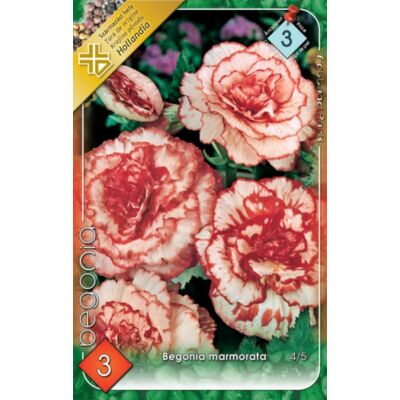 Begonia 'Marmorata' - Teltvirágú, gumós begónia (rózsaszín márványos)