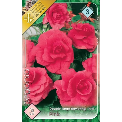 Begonia - Telt, nagyvirágú begónia (rózsaszín)