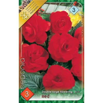 Begonia - Telt, nagyvirágú begónia (piros)