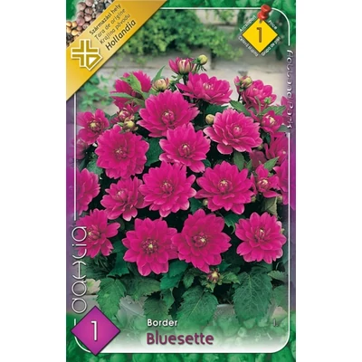 Border dália 'Bluesette' (lilás-rózsaszín)