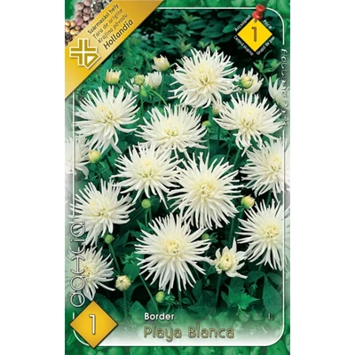 Border dália 'Playa Blanca' (fehér)